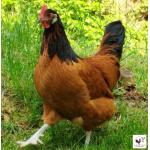 Vorwerk-Huhn.jpg