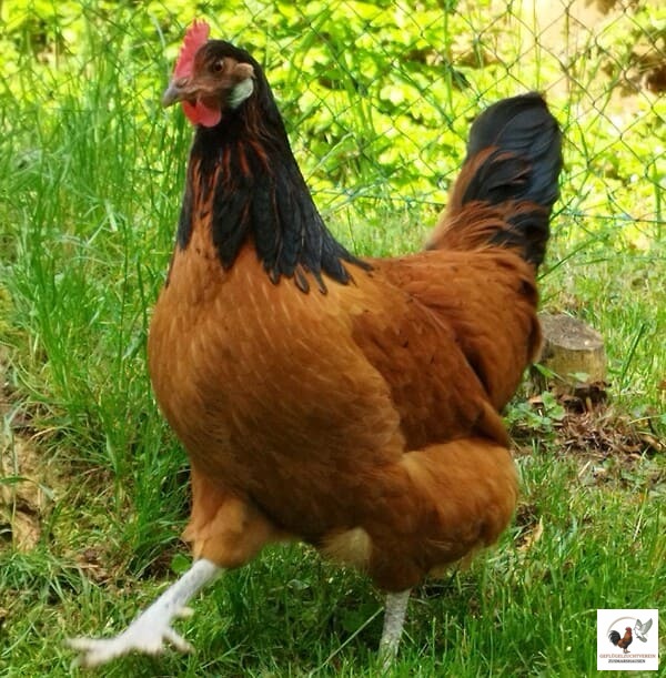 Vorwerk-Huhn.jpg